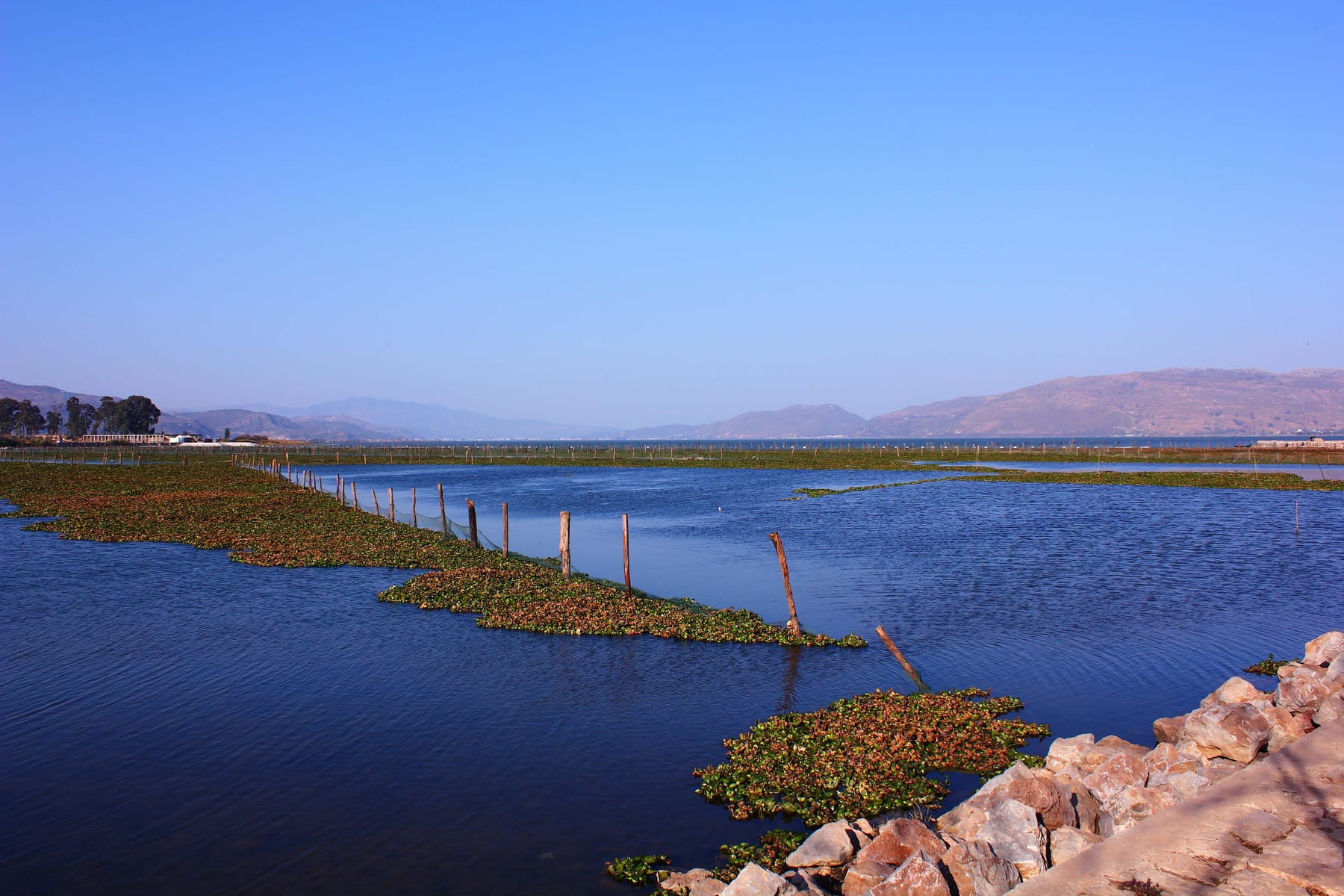 Xingyun Lake at Jiangchuan, weed mats floating on the deep-blue water
