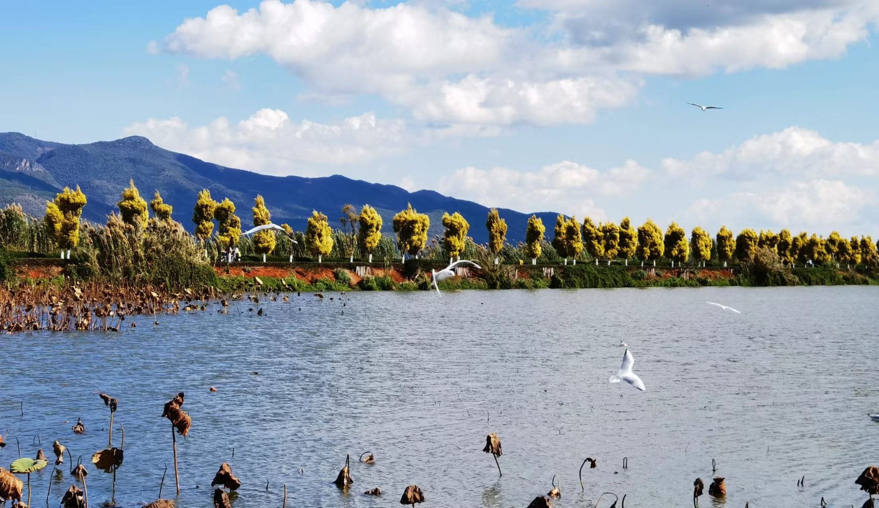 Yilong Lake at Shiping in winter — dried lotus stalks in the water, gulls overhead and mountains behind