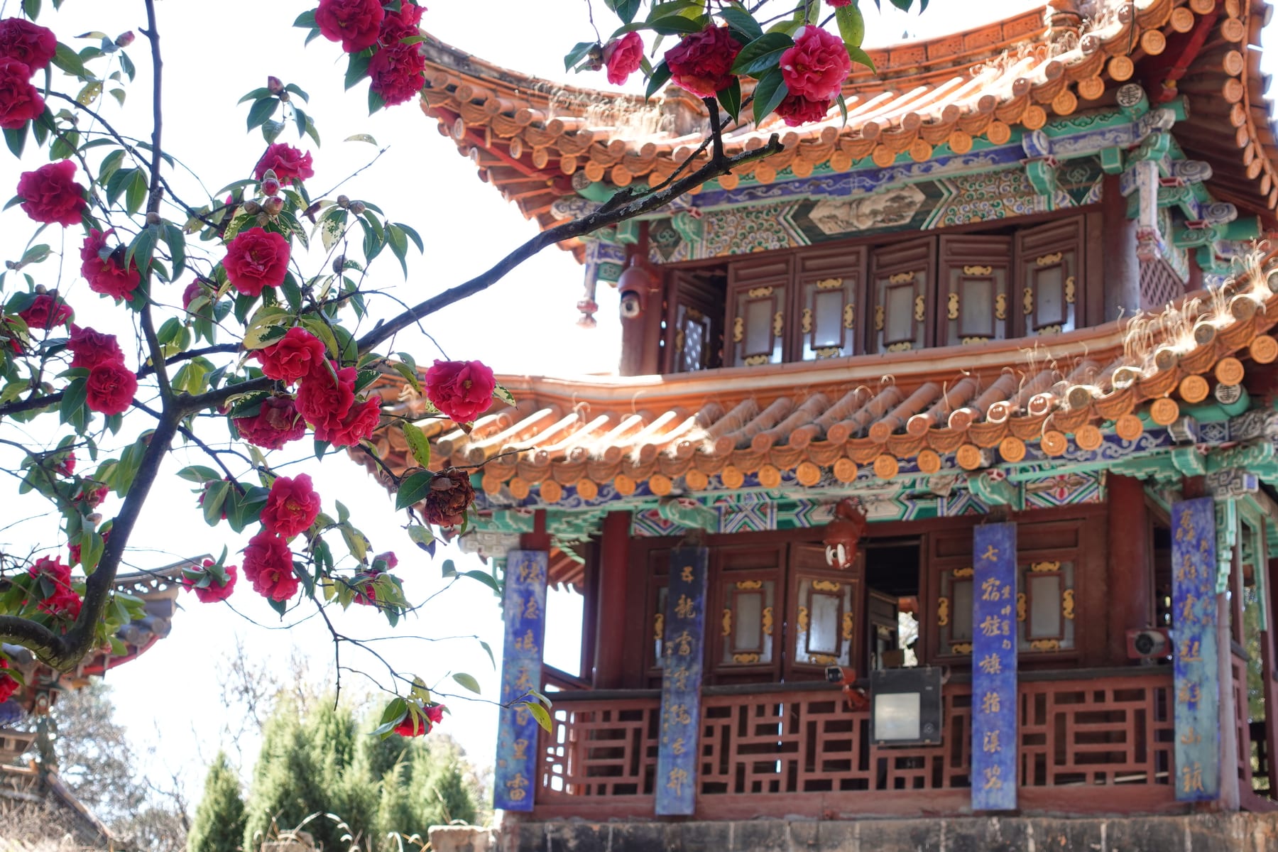 Red camellias in flower in front of the Kuixing tower at the Golden Temple, Kunming