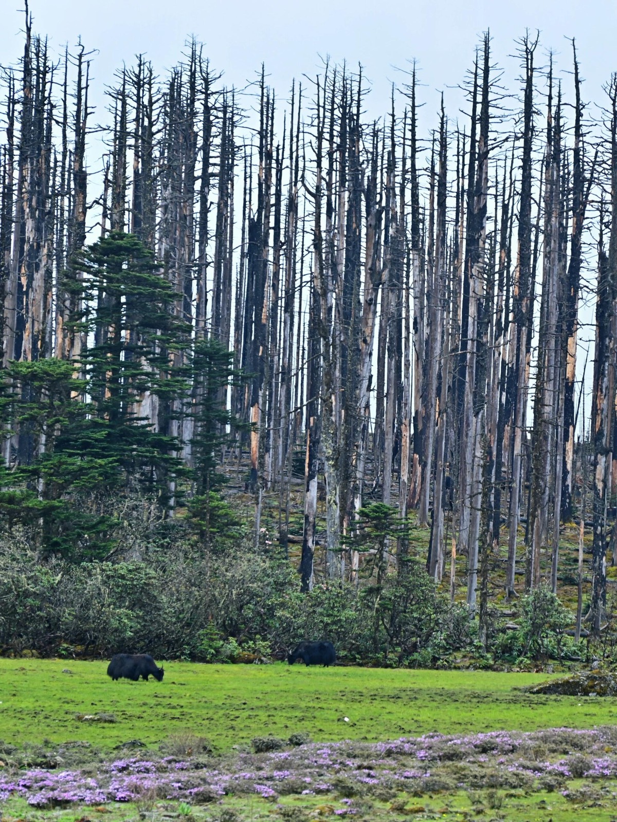 In Qianhu Mountain, Shangri-La, lush green field with purple flowers in foreground. Tall, sparse trees form a dense forest in the background under a clear sky.