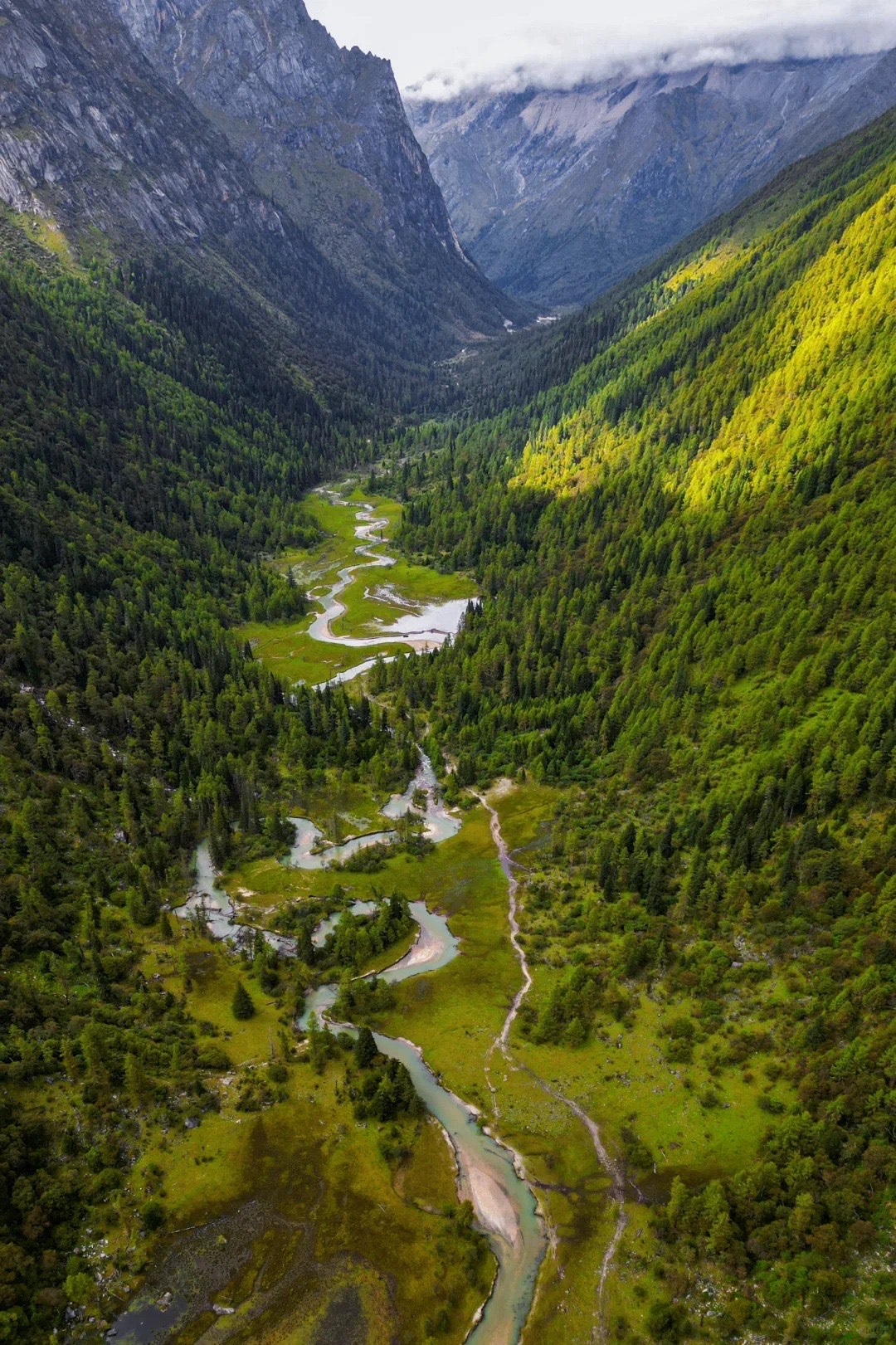A high-angle shot of a winding silver stream snaking through a dense green valley of coniferous tree