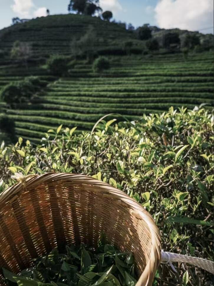 Bamboo picking basket of fresh tea leaves against terraced tea gardens in Yunnan