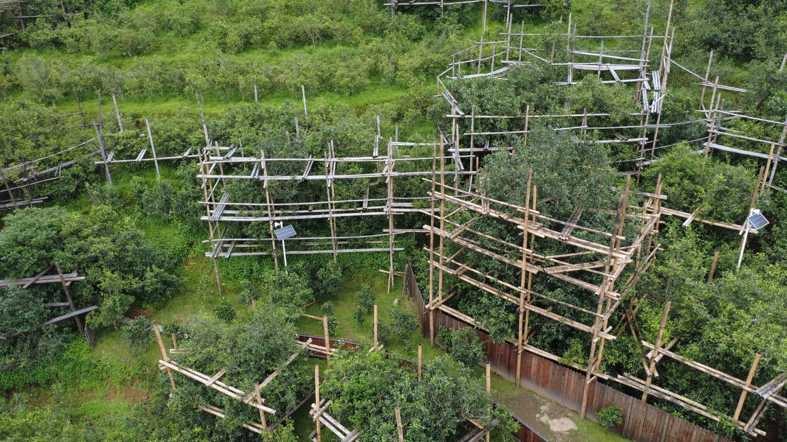 Bamboo-and-timber protective platforms built around Bingdao's protected ancient tea trees, seen from above