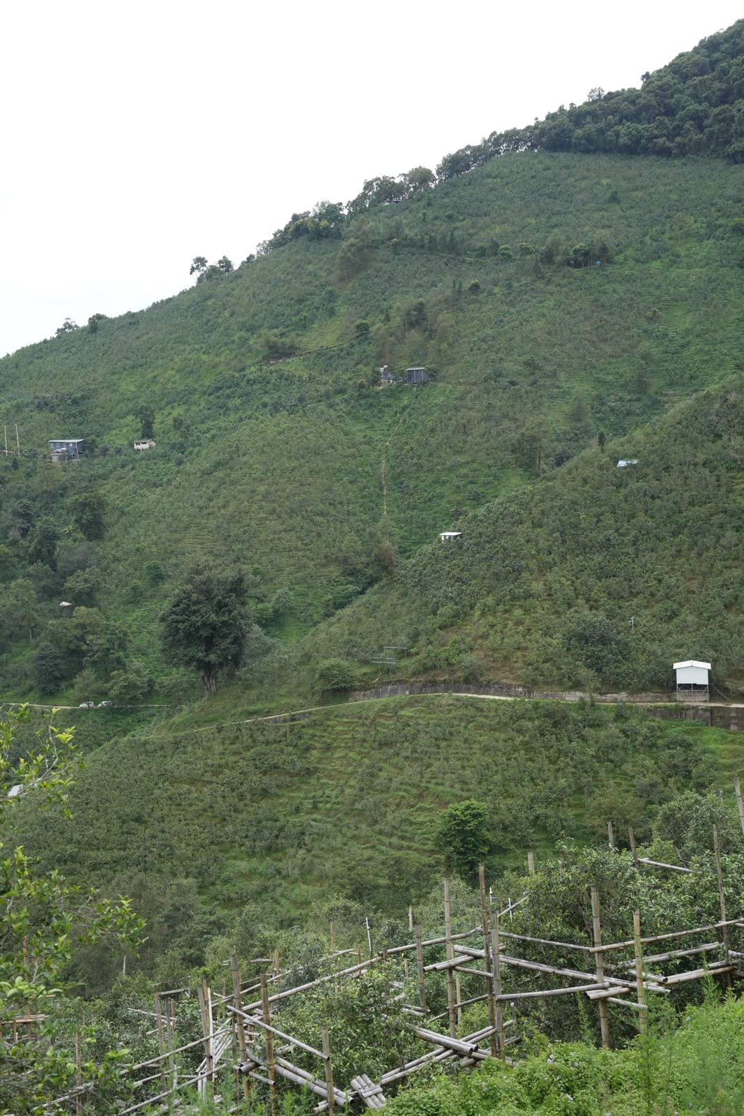 Terraced ancient-tea gardens and bamboo viewing scaffolds on the misty Bingdao tea mountain, Lincang