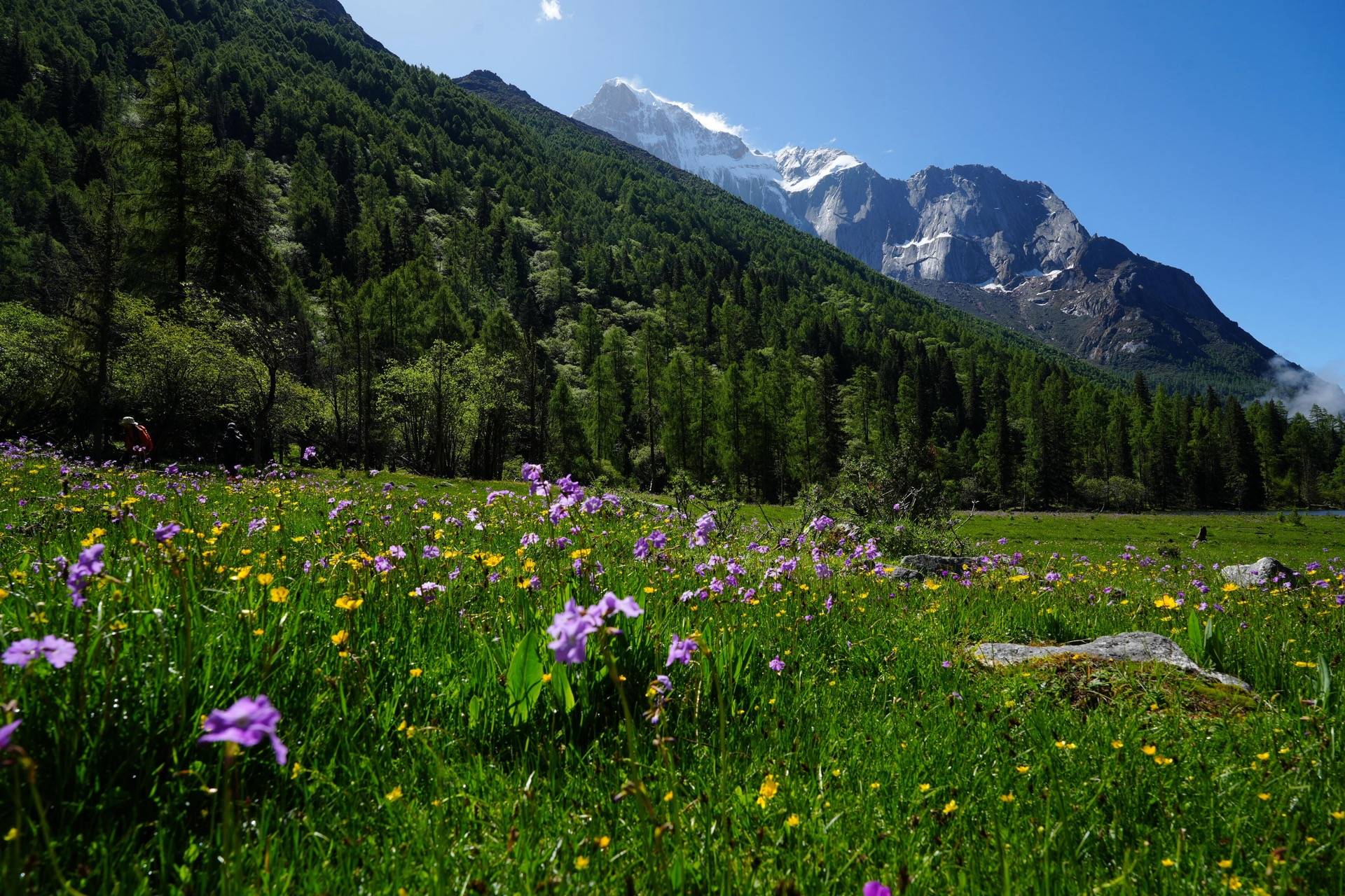 Purple and yellow wildflowers spill below a jagged glaciated peak on the Siguniang traverse