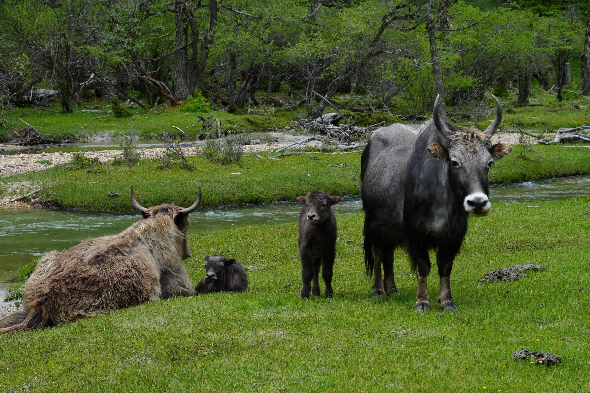 A yak family grazes along a meltwater stream — pastoral Tibetan West Sichuan
