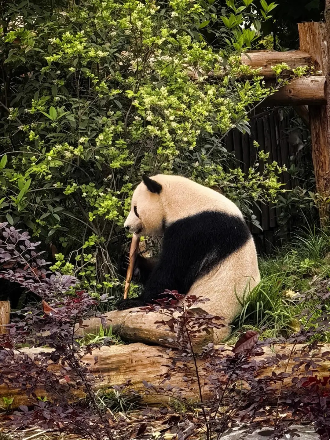 Panda at the red-brick villa enclosures in the old east zone