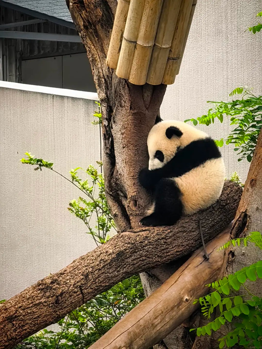 Morning at the panda base — adult in its enclosure with bamboo freshly delivered