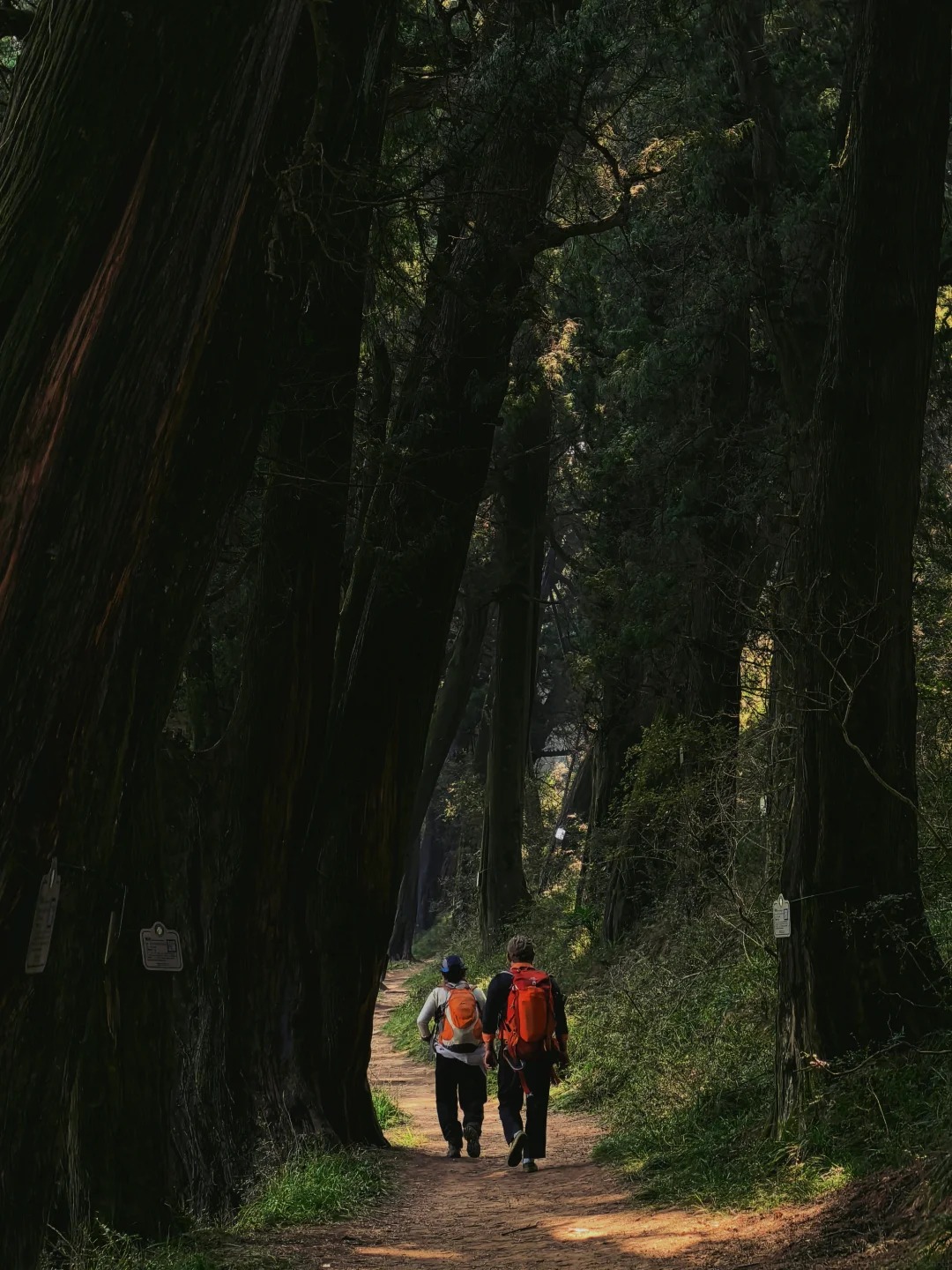 Ancient cypress-lined road of the Sichuan Road as it looks today