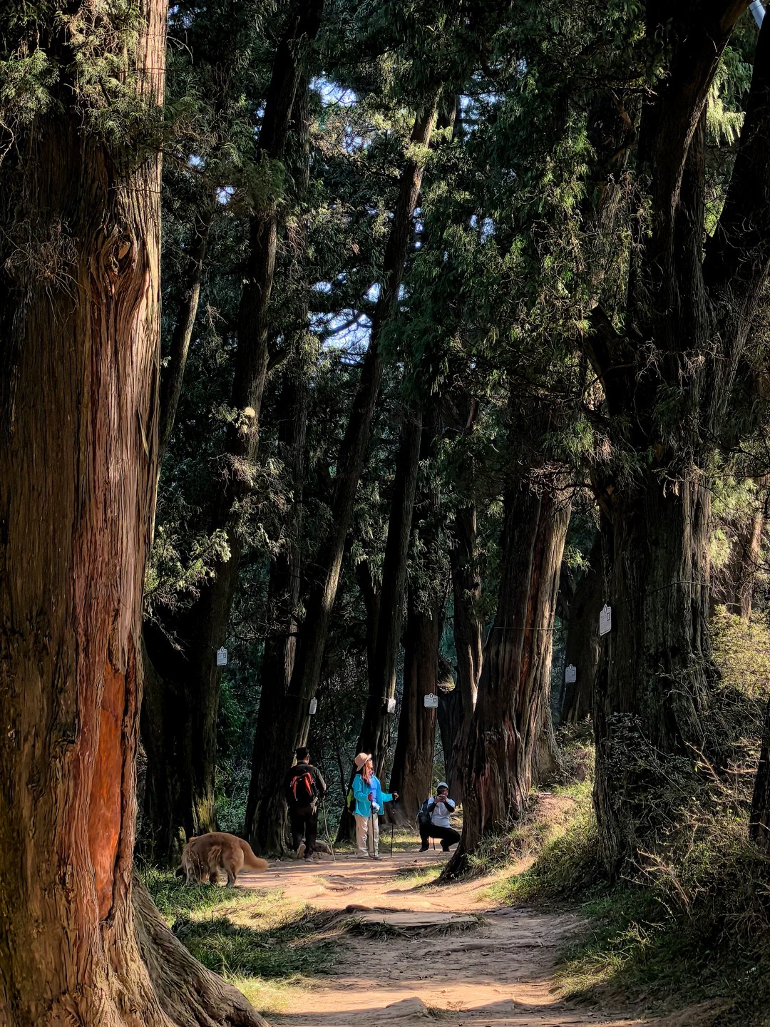 Shudao forest trail between Lanma Wall and Puan Town — best-preserved paving stones