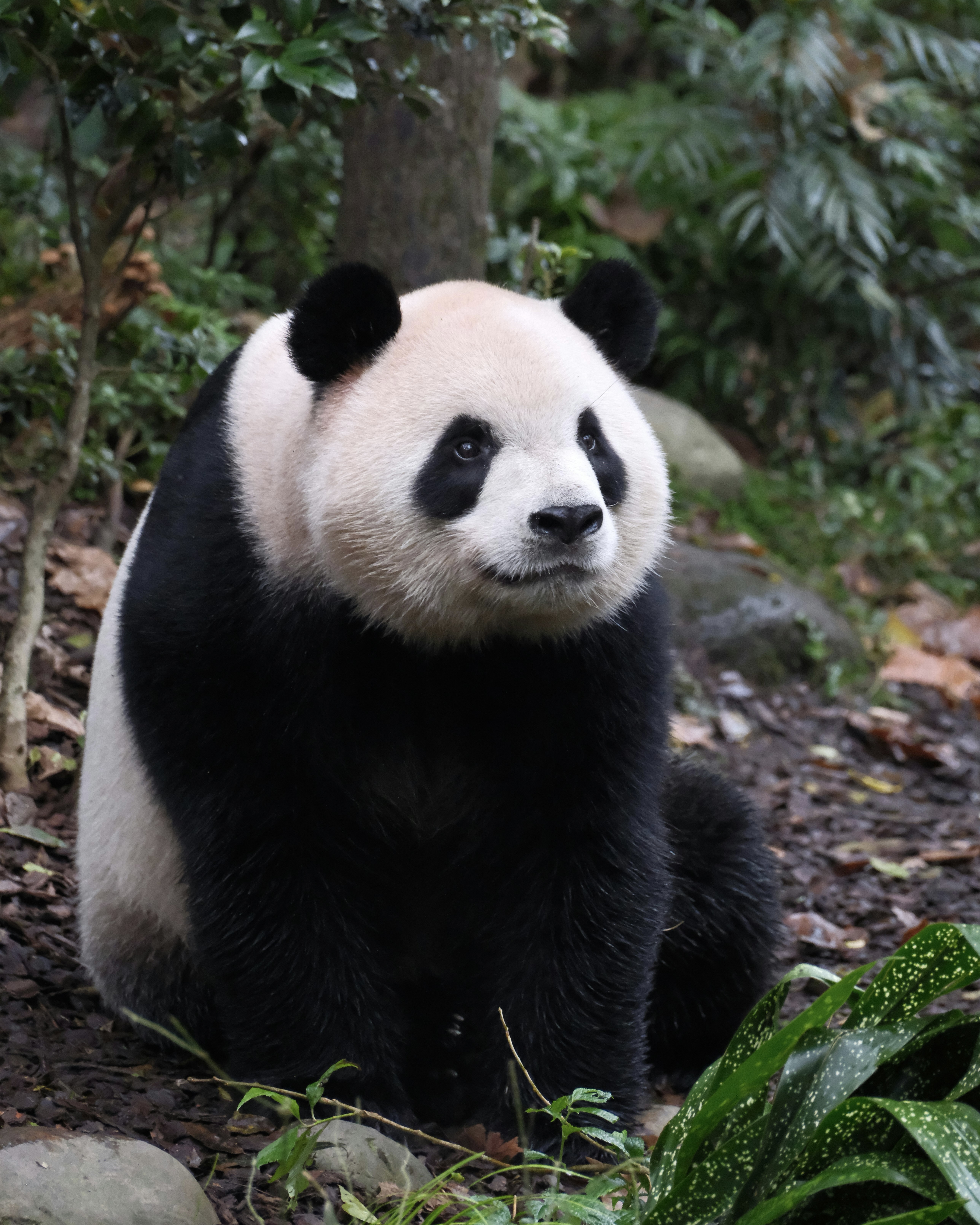 Adult giant panda sitting upright with direct eye-contact — the morning hour at Chengdu's panda base