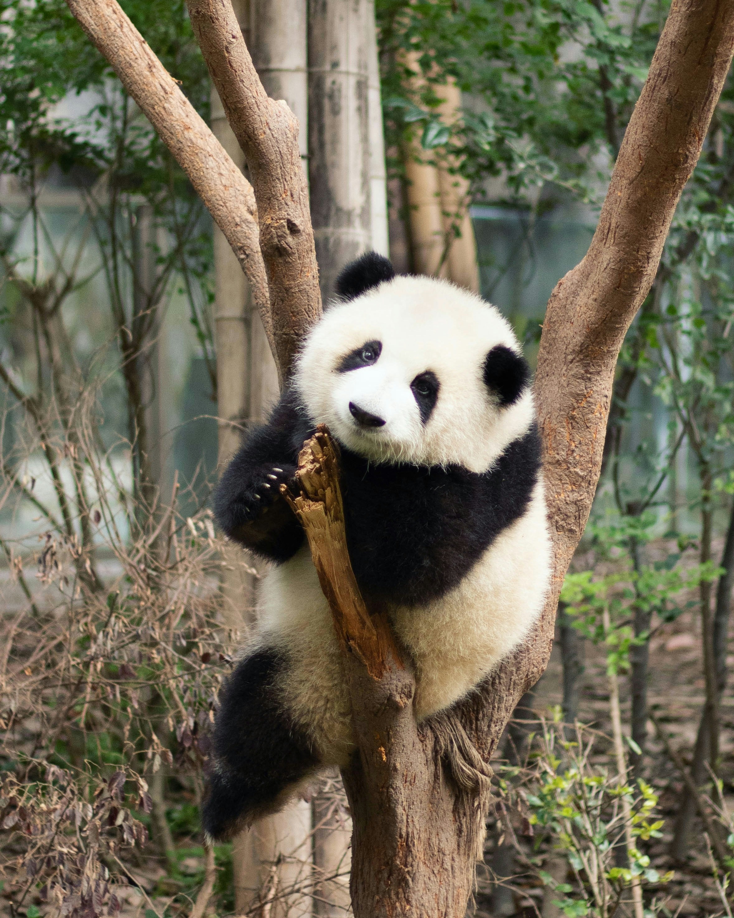 Panda cub clinging to a Y-fork tree trunk in the nursery enclosure