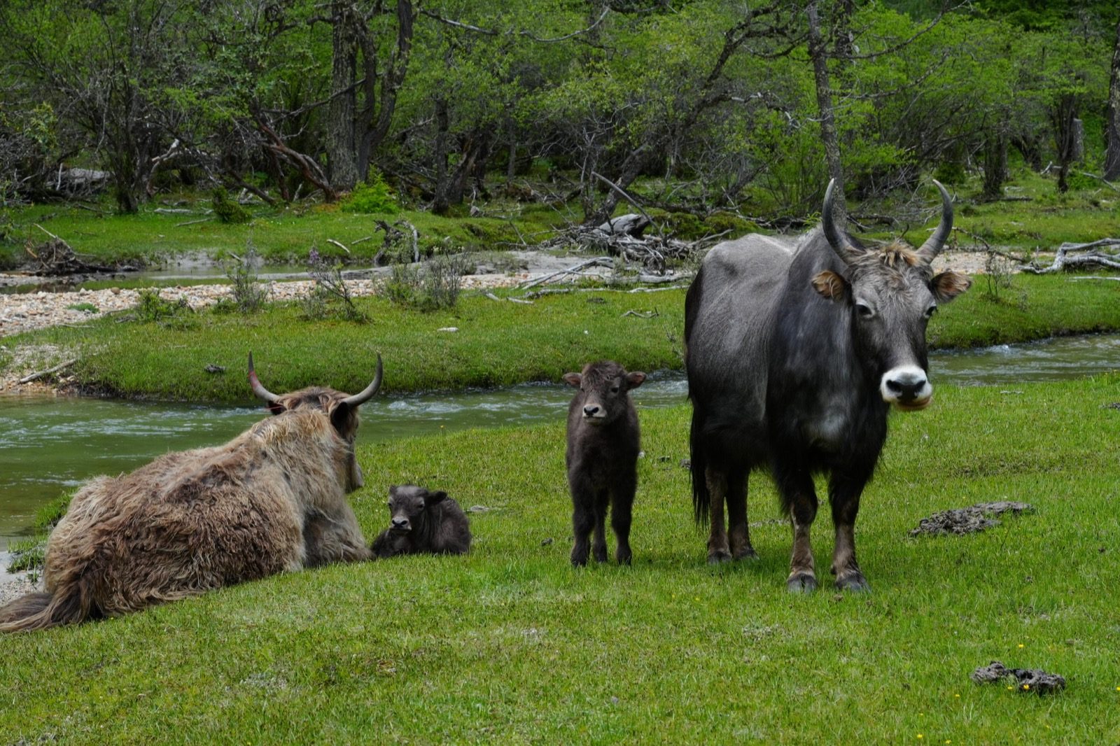 Yak family in a stream meadow — alpine pastoral in the Siguniang valleys