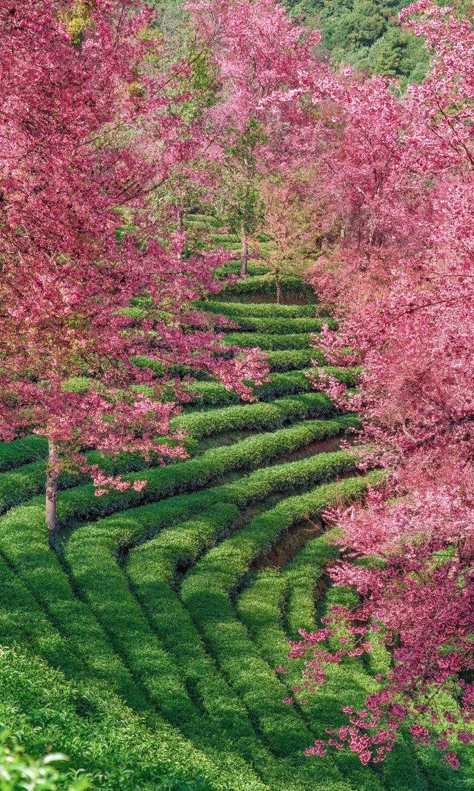 Winter cherry blossom — Dali (5)