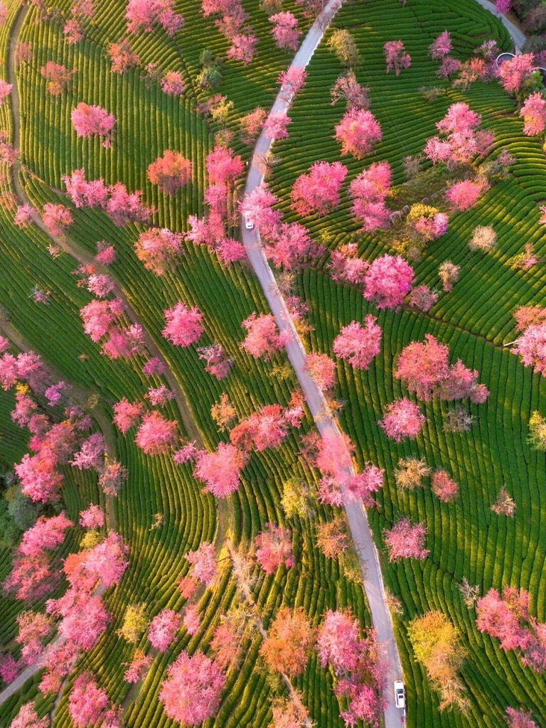 Winter cherry blossom — Dali (7)