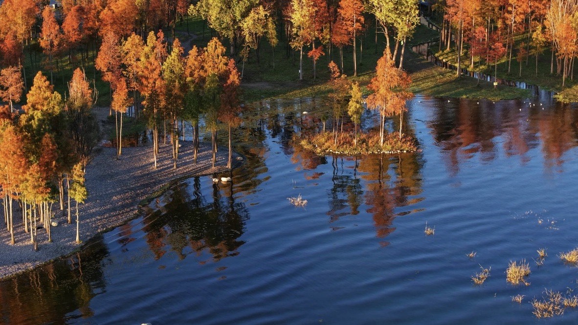 Autumn color — Dali (5)