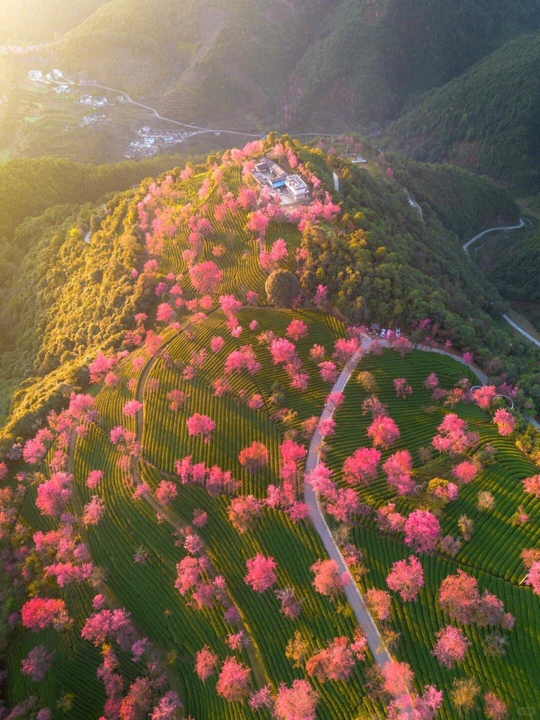 Winter cherry blossom — Dali (3)