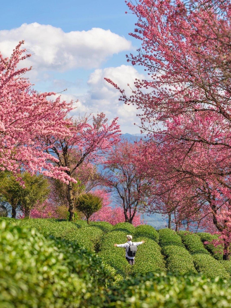 Winter cherry blossom — Dali (9)