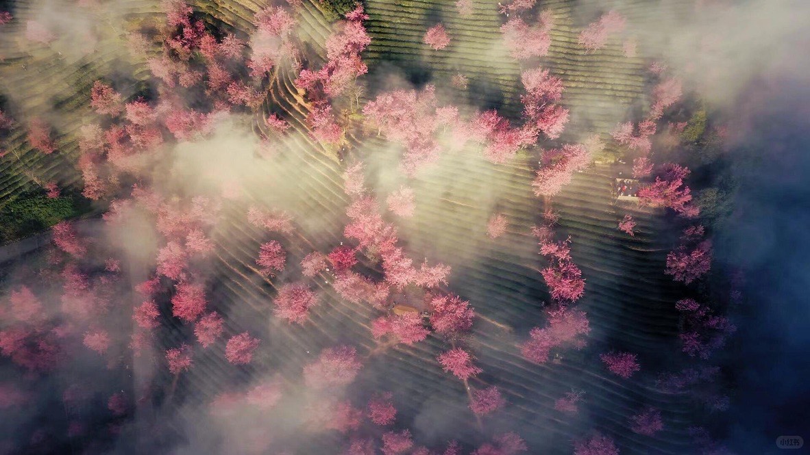 Winter cherry blossom — Dali (2)