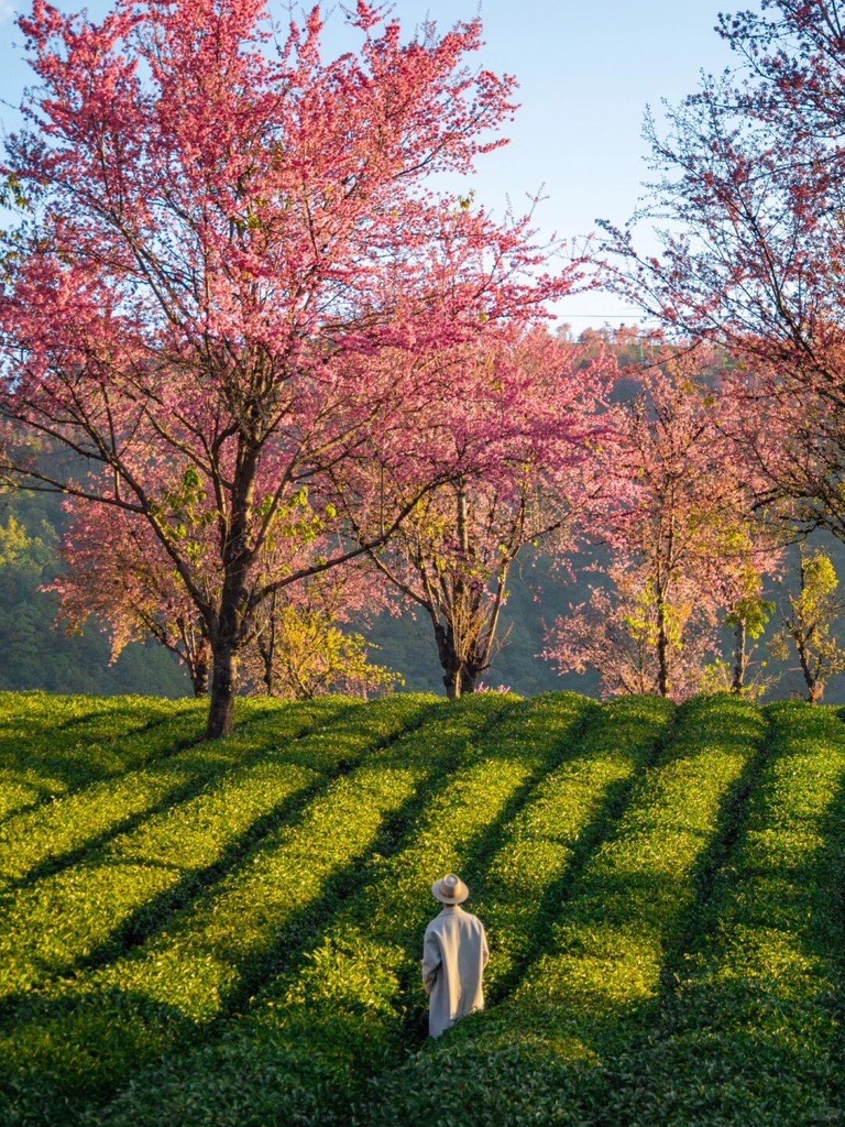 Winter cherry blossom — Dali (6)