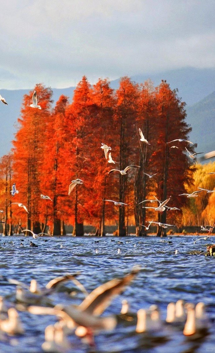 Autumn color — Dali (2)