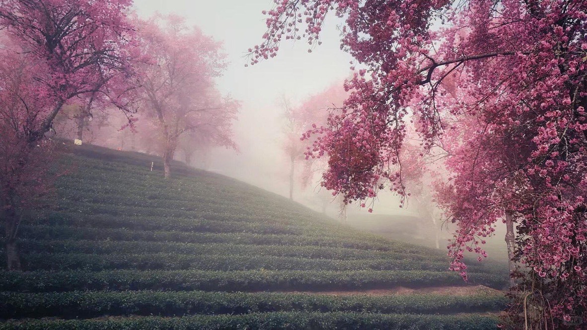 Winter cherry blossom — Dali (4)