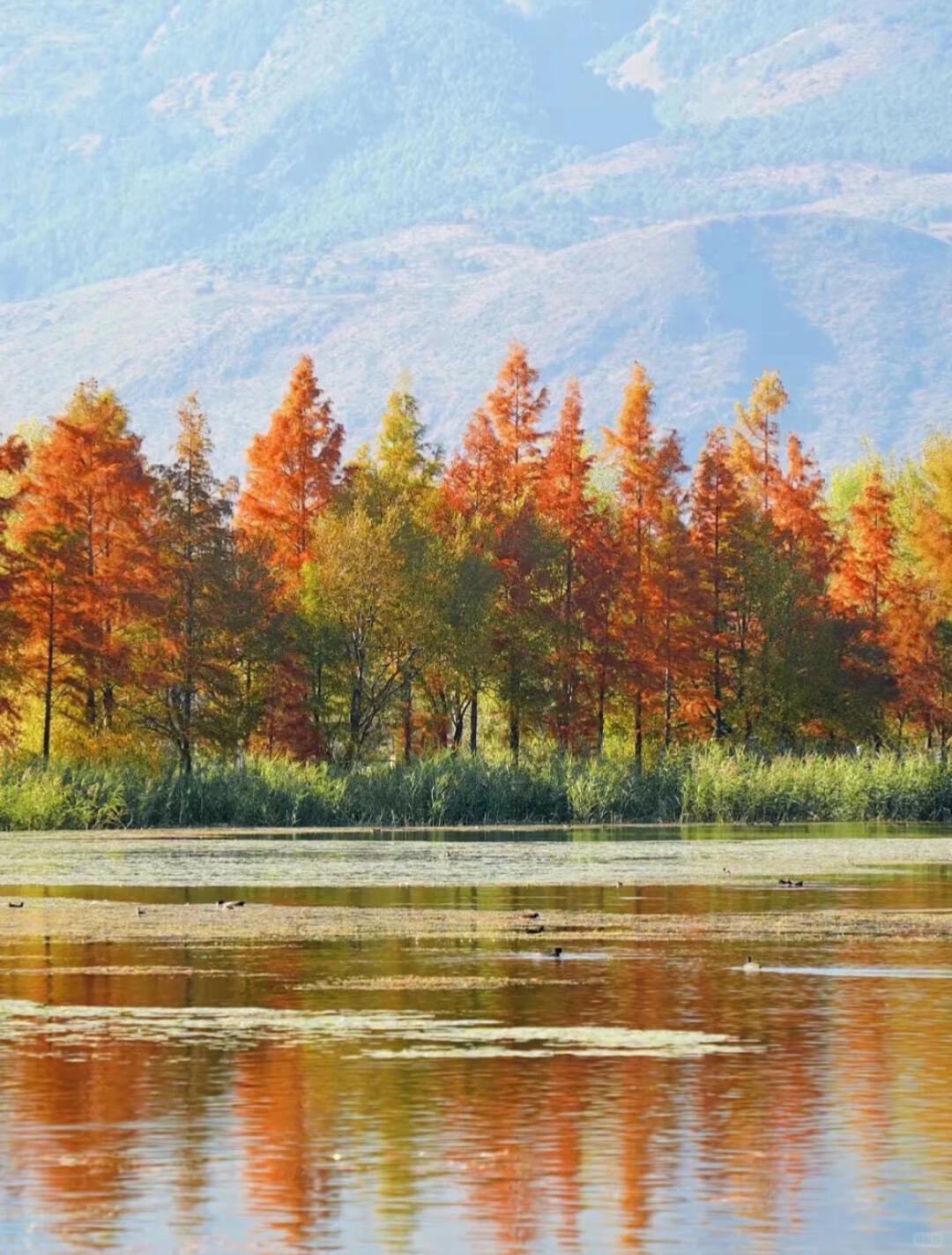 Autumn color — Dali (7)