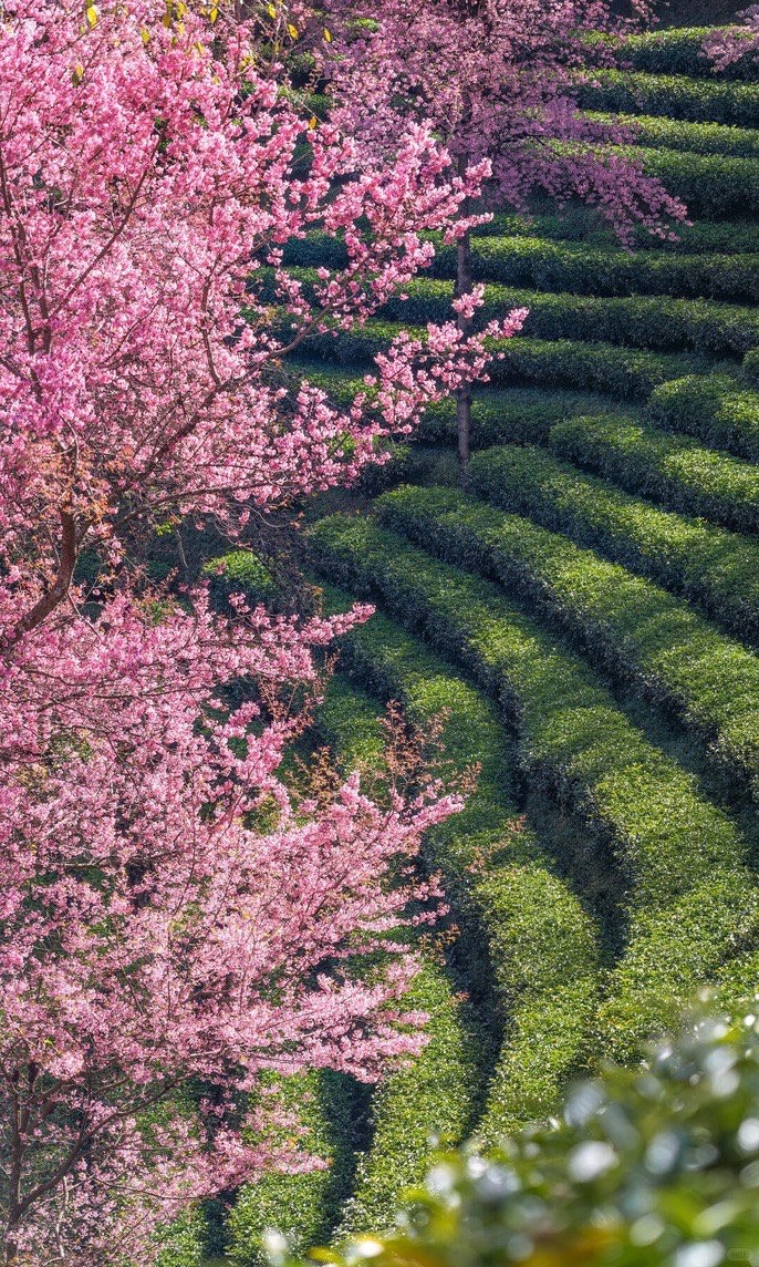 Winter cherry blossom — Dali (1)