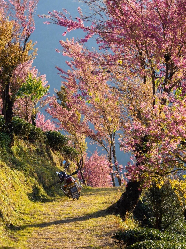 Winter cherry blossom — Dali (8)