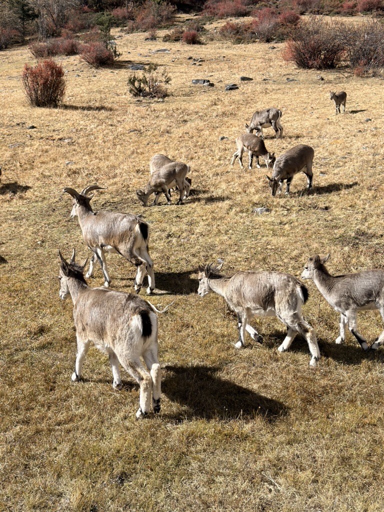 Yading Nature Reserve: Long Kora to Milk Lake — Daocheng Yading (6)