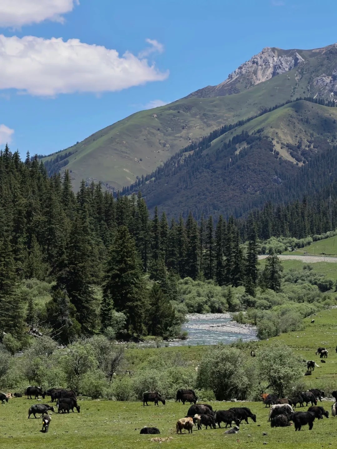 Open Khampa pasture and Genie snow peaks — Hangda Camp area