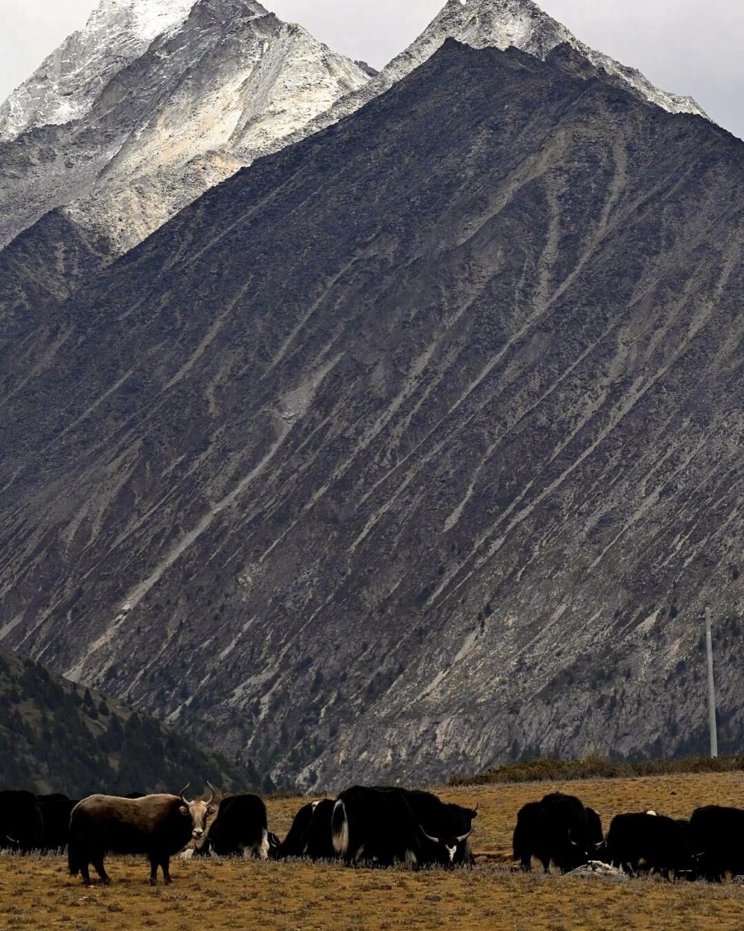 Autumn river valley threading through birch-gold meadows at Xinduqiao, West Sichuan