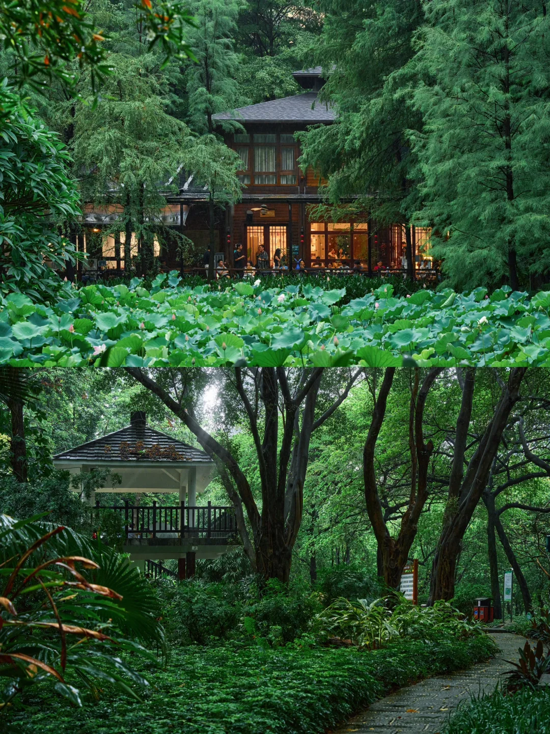 Pearl River Park in Tianhe CBD — bamboo groves and lotus ponds, a green escape surrounded by Guangzhou's financial district skyscrapers