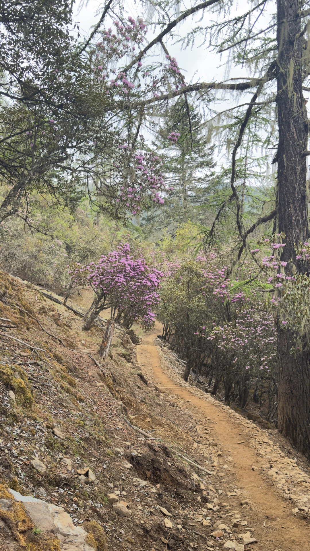 Rhododendron-belt trail on the Day 1 approach to Black Sea camp