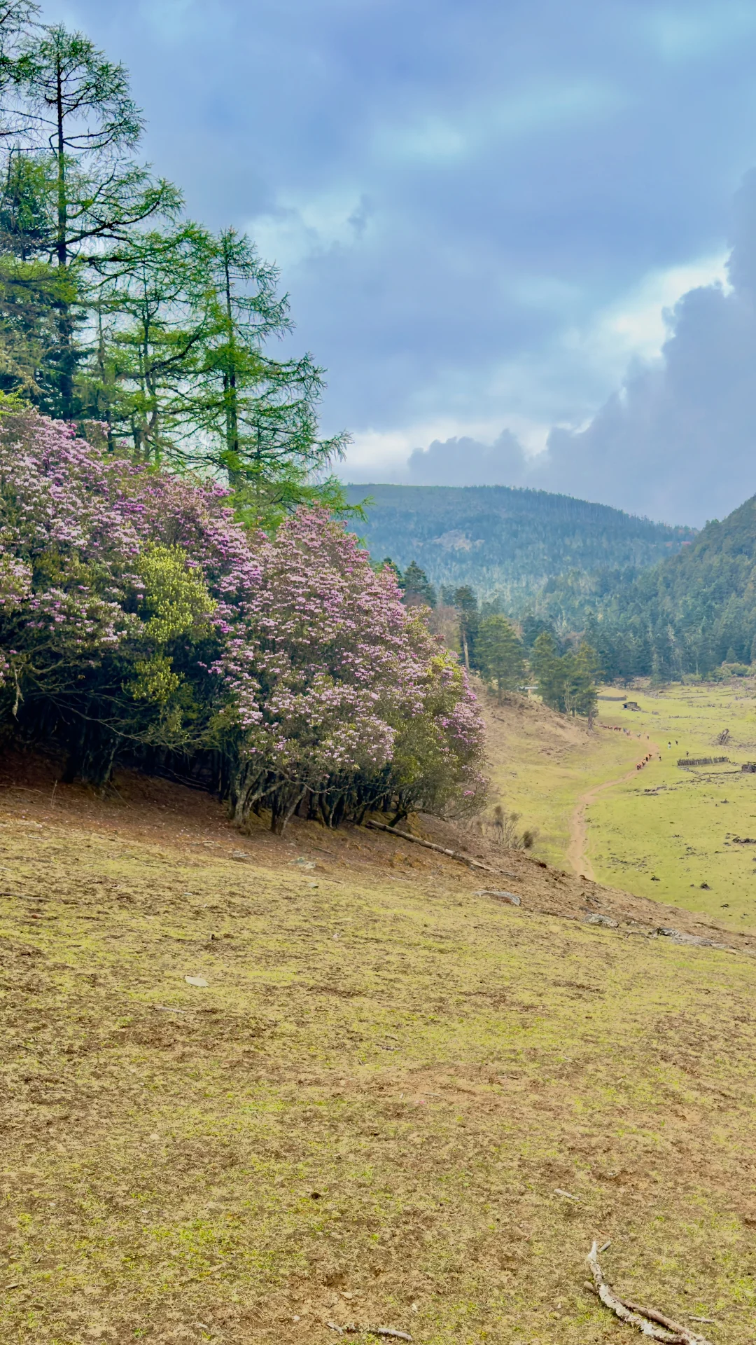 Spring rhododendron in the upper meadow on the descent route