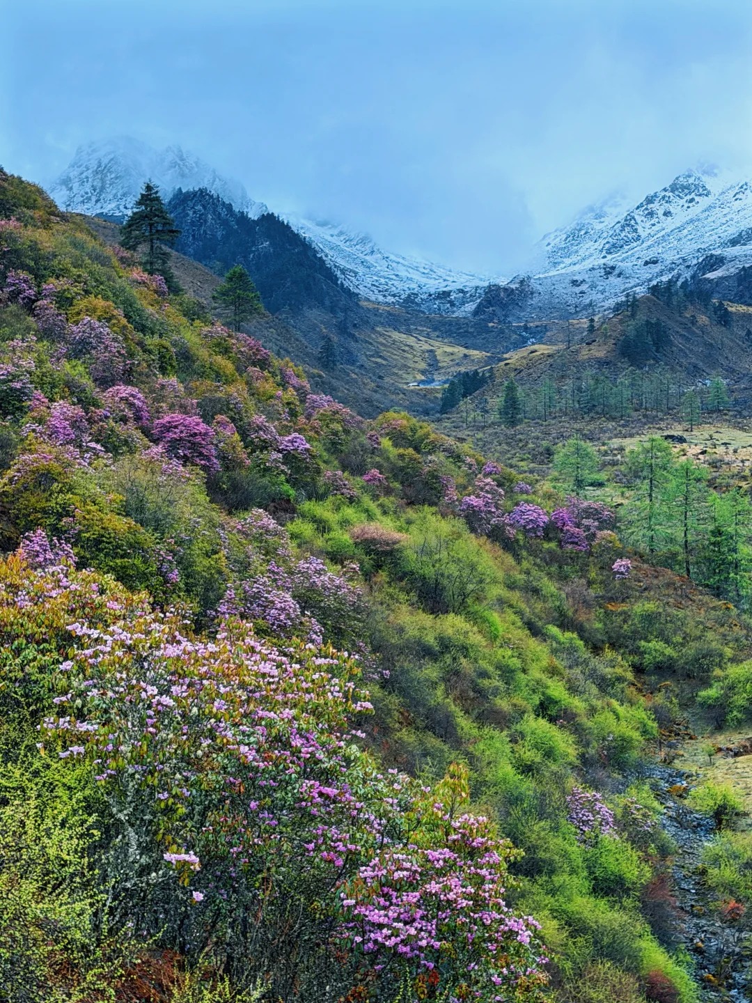 Rhododendron slope above Black Sea with distant snow ridges