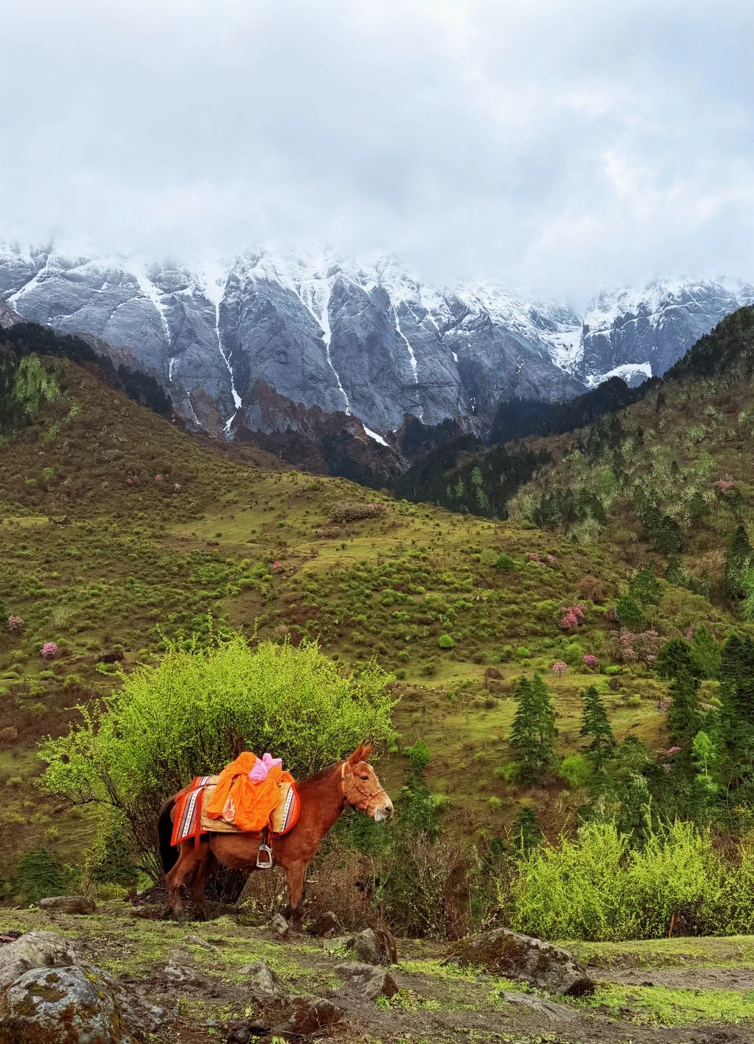 Pack-mule support on the meadow approach with the snow-streaked Haba ridge behind