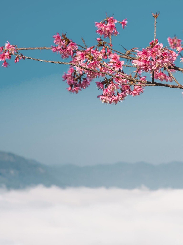Season Special - Winter Cherry Blossom — Jingmai Mountain (2)