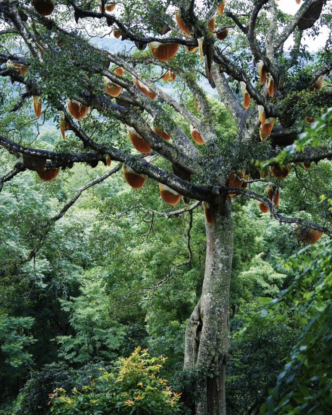 Mindful Forest‑to‑Cup & Ancestral Lore — Jingmai Mountain (7)