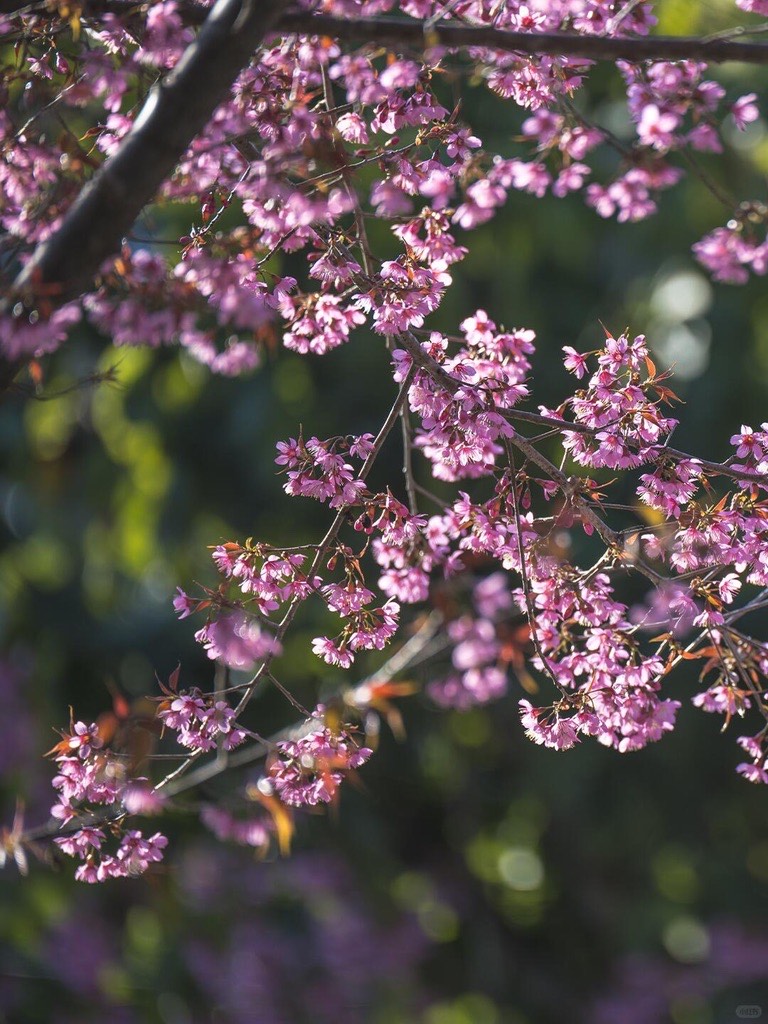 Season Special - Winter Cherry Blossom — Jingmai Mountain (3)