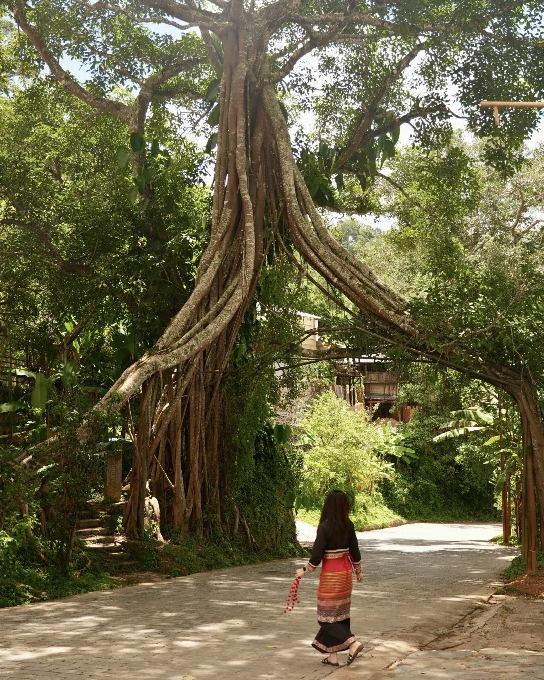 Arrival, Forest Bathing & Village Rhythms — Jingmai Mountain (3)