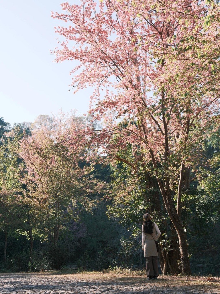 Season Special - Winter Cherry Blossom — Jingmai Mountain (1)