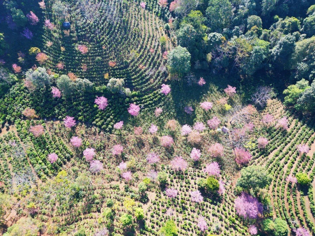 Season Special - Winter Cherry Blossom — Jingmai Mountain (5)