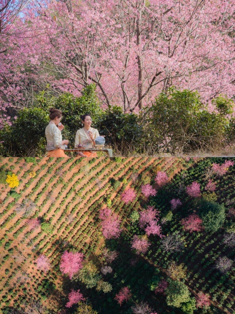 Two women in traditional dress sharing a tea ceremony beneath blooming pink cherry trees above tea terraces on Jingmai Mountain.