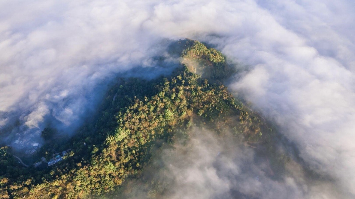 Aerial view of a green forested ridge emerging from a surrounding sea of clouds on Jingmai Mountain.