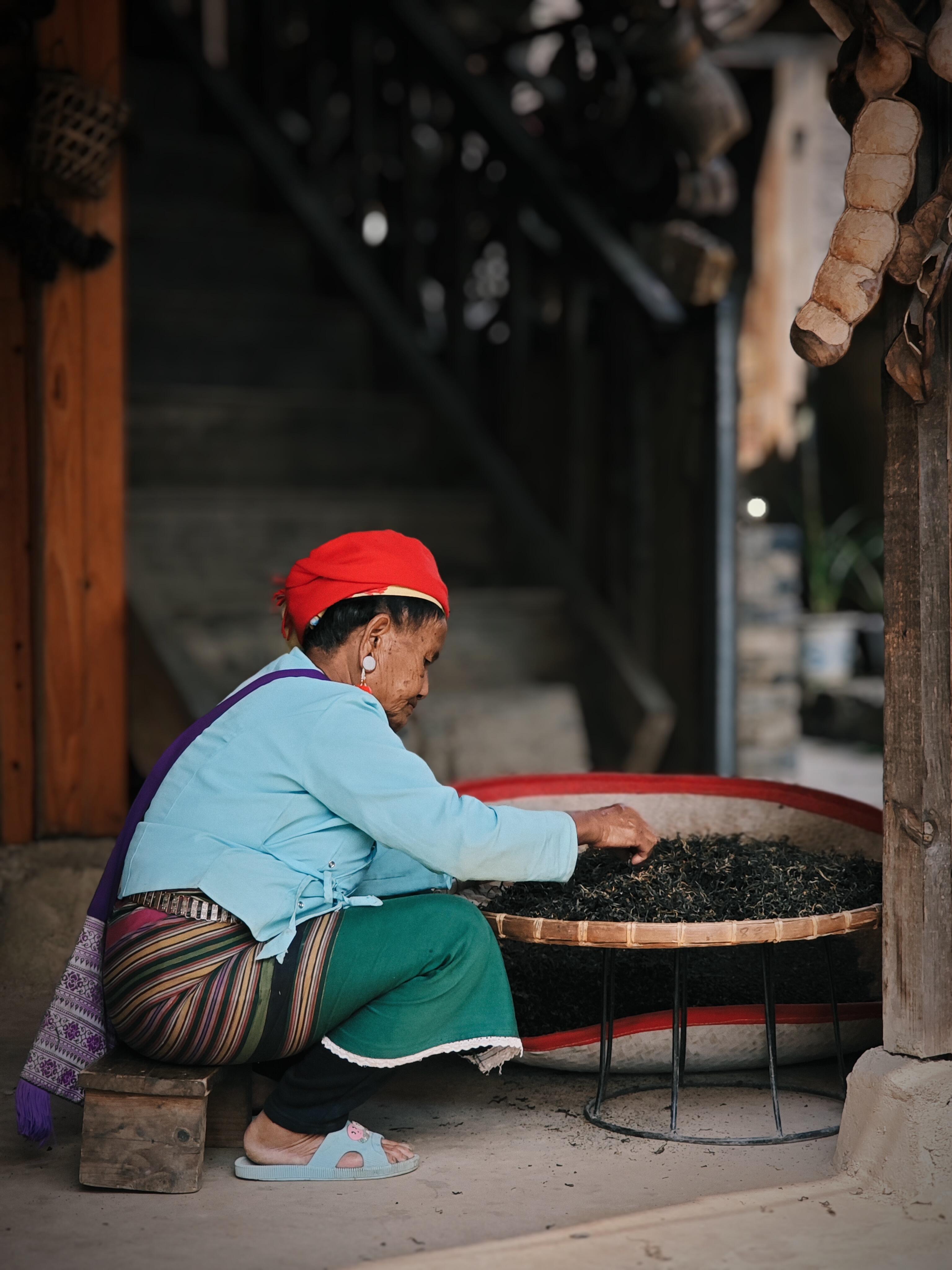 Bulang elder sifting freshly-picked tea leaves on a bamboo tray — Jingmai tea heritage