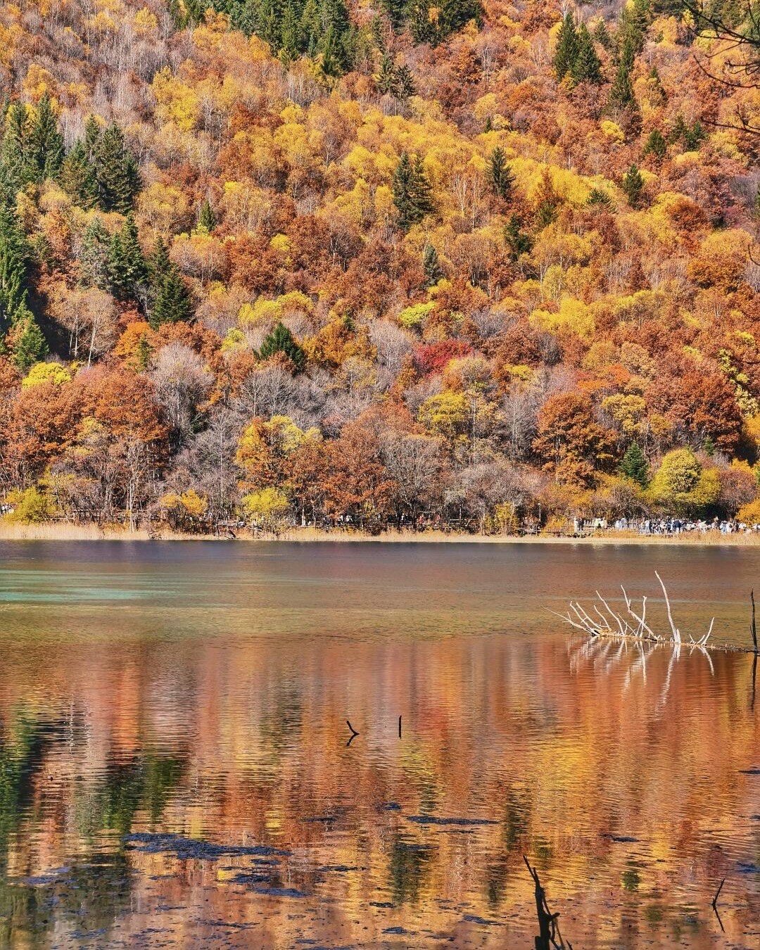 Jiuzhai Valley autumn scene — layered colours from deep emerald conifers to bright orange deciduous canopy