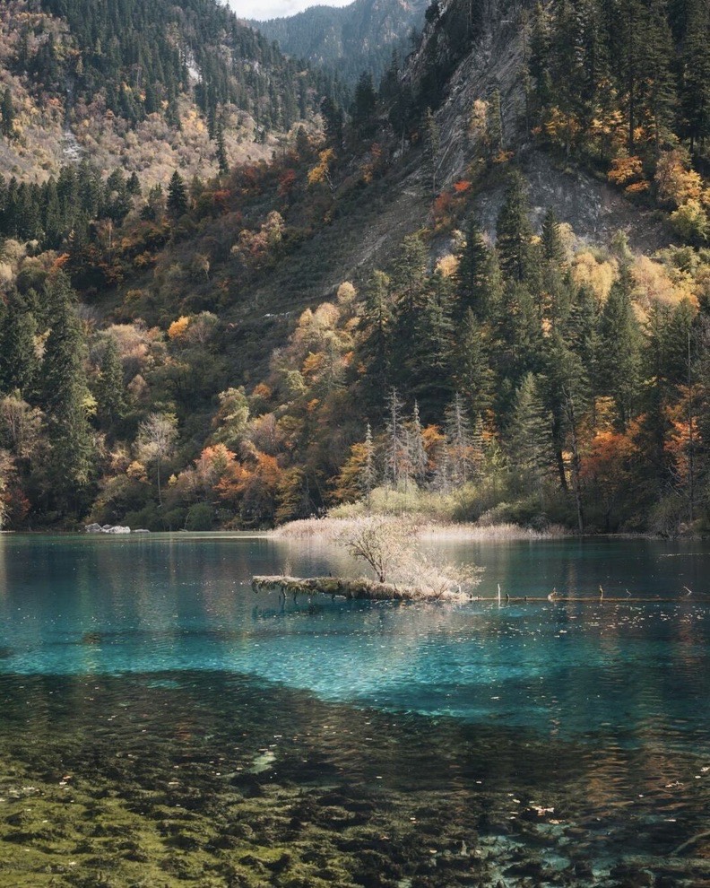 Five Flower Lake in Jiuzhai's Rize Valley — crystal-clear water revealing submerged logs and a small island in autumn