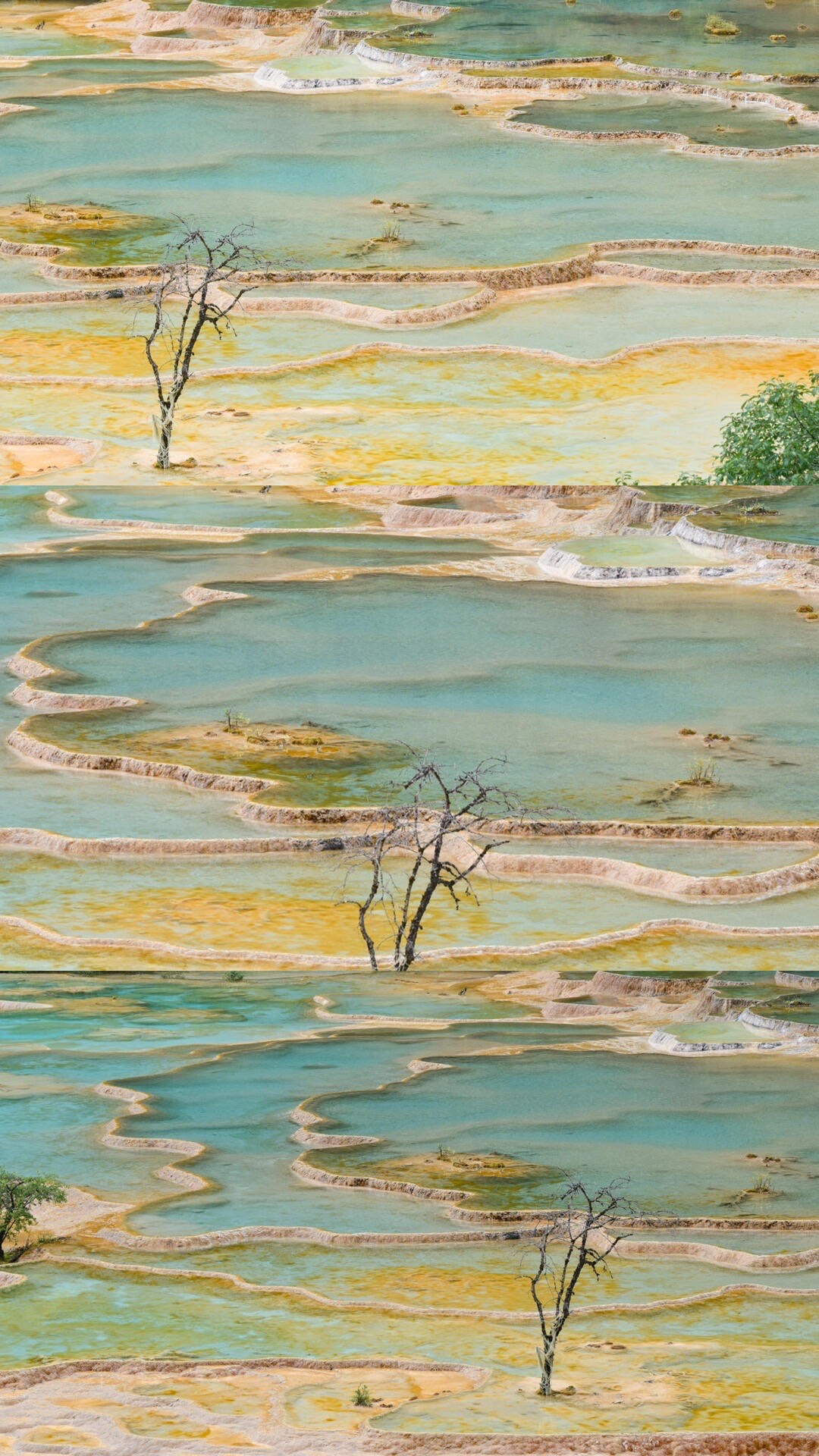Huanglong terraced pools in autumn — jade water between amber travertine rims, bare dead trees standing in the shallows