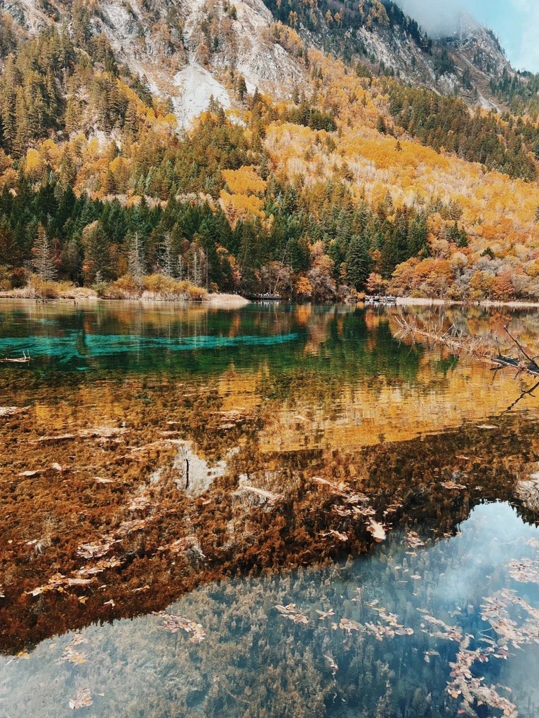 Autumn colour reflected in a Jiuzhai upper-valley lake — orange and yellow larches mirrored in the shallow crystal-clear water